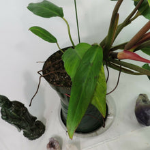 Load image into Gallery viewer, Philodendron Orange Marmalade, Autumn Queen 6" pot, Fedex 2 day*