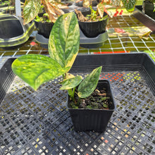 Load image into Gallery viewer, Monstera Peru "Karstenianum", Exact Plant Variegated Ships Nationwide