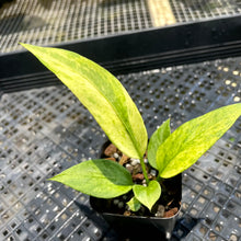 Load image into Gallery viewer, Anthurium Vittarifolium Variegated 2.5" pot, Fedex 2day*
