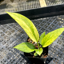 Load image into Gallery viewer, Anthurium Vittarifolium Variegated 2.5" Pot, Fedex 2 day*