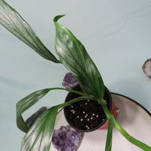 Load image into Gallery viewer, Epipremnum Amplissimum Silver Stripe Shipped Nationwide