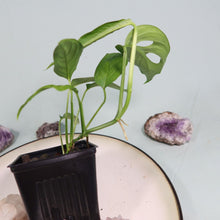 Load image into Gallery viewer, Monstera adansonii Laniata Shipped Nationwide