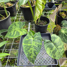 Load image into Gallery viewer, Homalomena Schismatoglottis Neoguineensis, Exact Plant Ships Nationwide