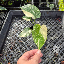 Load image into Gallery viewer, Monstera Creme Brulee , Exact Plant Variegated Ships Nationwide