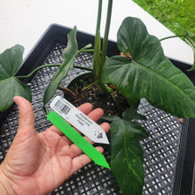 Load image into Gallery viewer, Philodendron Minarum 'Lime Fiddle', Exact Plant Ships Nationwide