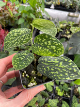 Load image into Gallery viewer, Scindapsus Snake Scale 2.5" pot, Fedex 2day*