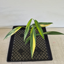 Load image into Gallery viewer, Epipremnum Amplissimum Variegated exact plant, Fedex 2day*