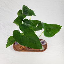 Load image into Gallery viewer, Anthurium Decipiens, Exact Plant double plant