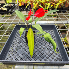 Load image into Gallery viewer, Anthurium Scherzerianum "Pig Tail", Exact Plant Ships Nationwide