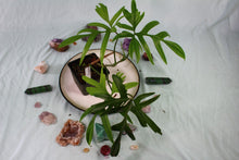 Load image into Gallery viewer, Philodendron Quercifolium, exact plant, ships nationwide