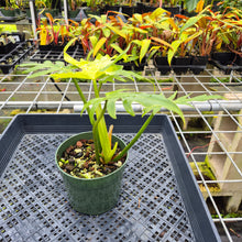 Load image into Gallery viewer, Philodendron Radiatum, Exact Plant Variegated Ships Nationwide