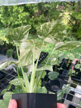 Load image into Gallery viewer, Monstera Deliciosa Green Snow variegated 2.5" pot, Fedex 2day*