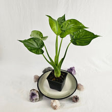 Load image into Gallery viewer, Alocasia Cucullata, Exact Plant Variegated