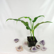 Load image into Gallery viewer, Philodendron Barrosoanum Narrow Form 4" pot, Fedex 2day*