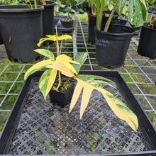 Load image into Gallery viewer, Philodendron Florida Beauty, Exact Plant Variegated