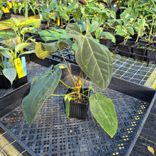 Load image into Gallery viewer, Anthurium Ace Of Spades X Papillilaminum, Exact Plant Ships Nationwide