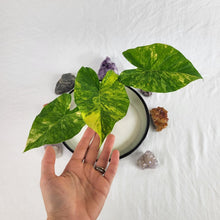 Load image into Gallery viewer, Alocasia Gageana Aurea, Exact Plant Variegated