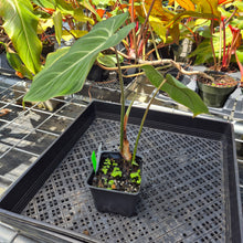 Load image into Gallery viewer, Philodendron Gloriosum, Pink Veined Back 4" pot, Fedex 2day*