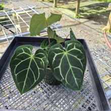 Load image into Gallery viewer, Anthurium Besseae AFF x Forgettii White Stripe, Exact Plant