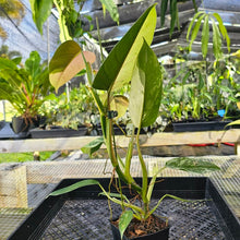 Load image into Gallery viewer, Philodendron Whipple Way, Exact Plant Variegated Ships Nationwide