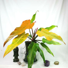 Load image into Gallery viewer, Philodendron Orange Marmalade, Autumn Queen 6" pot, Fedex 2day