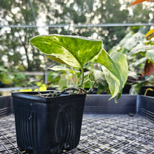 Load image into Gallery viewer, Scindapsus Jade Satin Marble Queen, Exact Plant Variegated 4