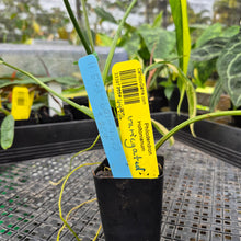 Load image into Gallery viewer, Philodendron Holtonianum Variegated, Exact Plant Ships Nationwide