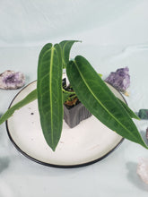 Load image into Gallery viewer, Anthurium Warocqueanum, Queen, Exact Plant