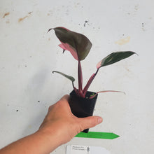 Load image into Gallery viewer, Philodendron Pink Princess, Exact Plant Variegated Ships Nationwide