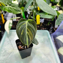 Load image into Gallery viewer, Philodendron Melanochrysum, Exact Plant Variegated Ships Nationwide