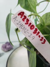 Load image into Gallery viewer, Hederaceum Heart Leaf, exact plant, variegated Philodendron, ships nationwide