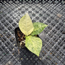 Load image into Gallery viewer, Zamioculcas Zamiifolia Wild Form ZZ Variegated exact plant, Fedex 2day*