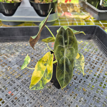 Load image into Gallery viewer, Alocasia Sedenii Aurea Variegated, Exact Plant Ships Nationwide