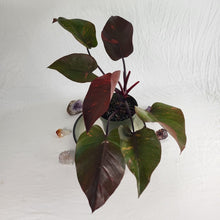 Load image into Gallery viewer, Philodendron Orange Princess, Exact Plant Variegated
