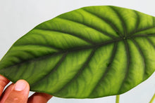 Load image into Gallery viewer, Alocasia Green Shield Exact Plant