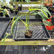 Load image into Gallery viewer, Philodendron Holtonianum Variegated, Exact Plant Ships Nationwide