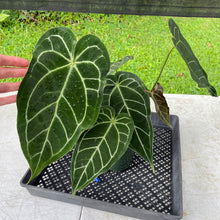 Load image into Gallery viewer, Anthurium Magnificum X Warocqueanum AFF noid, exact plant, Fedex 2day*