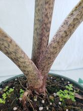 Load image into Gallery viewer, Stingray, Large, Exact Plant, Alocasia