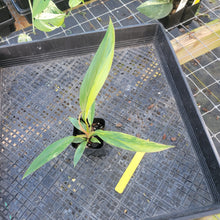 Load image into Gallery viewer, Philodendron Caramel Marble, Exact Plant Variegated Ships Nationwide