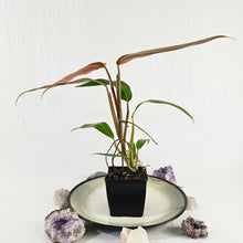 Load image into Gallery viewer, Philodendron Orange Marmalade, Autumn Queen 2.5” pot, Fedex 2 day*