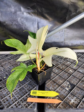 Load image into Gallery viewer, Philodendron Florida Ghost, Exact Plant Ships Nationwide