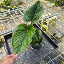 Load image into Gallery viewer, Philodendron Serpens, Exact Plant