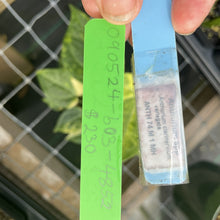 Load image into Gallery viewer, Anthurium Clarinervium Variegated exact plant, Fedex 2day*