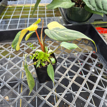 Load image into Gallery viewer, Philodendron Gloriosum variegated, Exact Plant Ships Nationwide