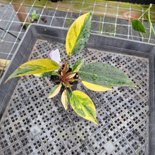 Load image into Gallery viewer, Philodendron Red Congo, Exact Plant Variegated Ships Nationwide