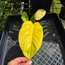 Load image into Gallery viewer, Philodendron Jungle Fever Yellow, Exact Plant Ships Nationwide