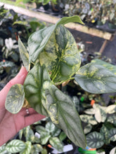 Load image into Gallery viewer, Alocasia Silver Dragon Aurea variegated 2.5" pot, Fedex 2day*