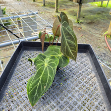 Load image into Gallery viewer, Anthurium Magnificum x Papillilaminum Exact Plant