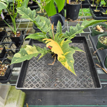 Load image into Gallery viewer, Philodendron Ring Of Fire Variegated exact plant, Fedex 2day*