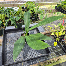 Load image into Gallery viewer, Philodendron Campii Lynette, Exact Plant Ships Nationwide